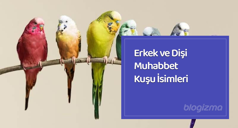 Muhabbet Kuşu İsimleri